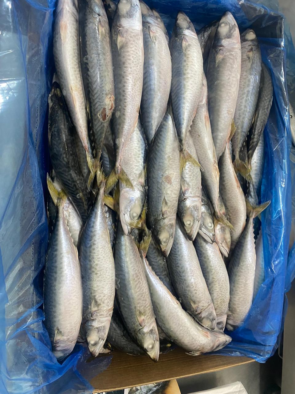 Bleu Food Mar processing facilities