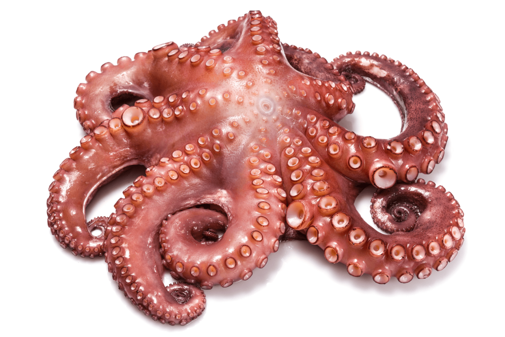 Octopus