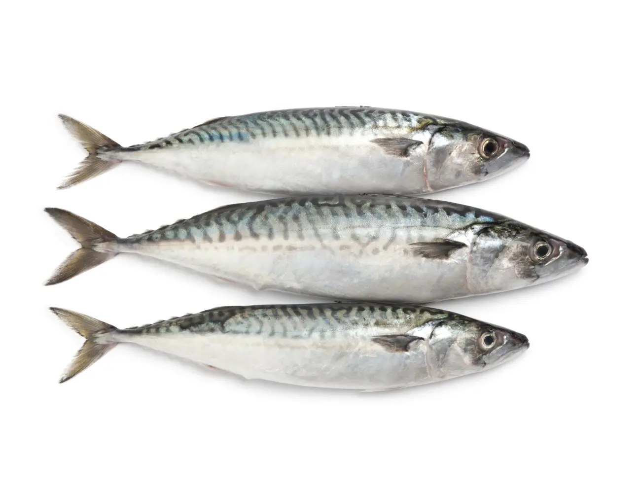 Mackerel